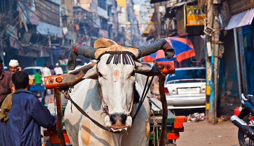 cow and busy streets in delhi india