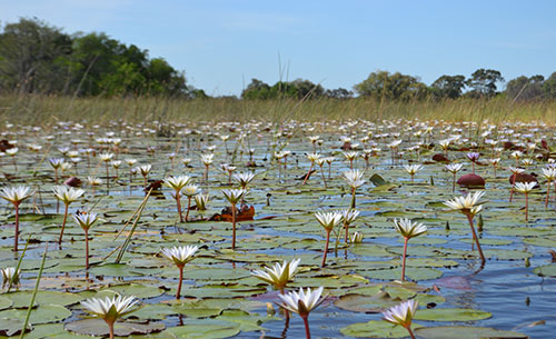 The Okavango Delta The Okavango Delta