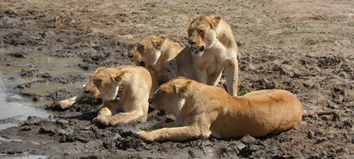 Lions