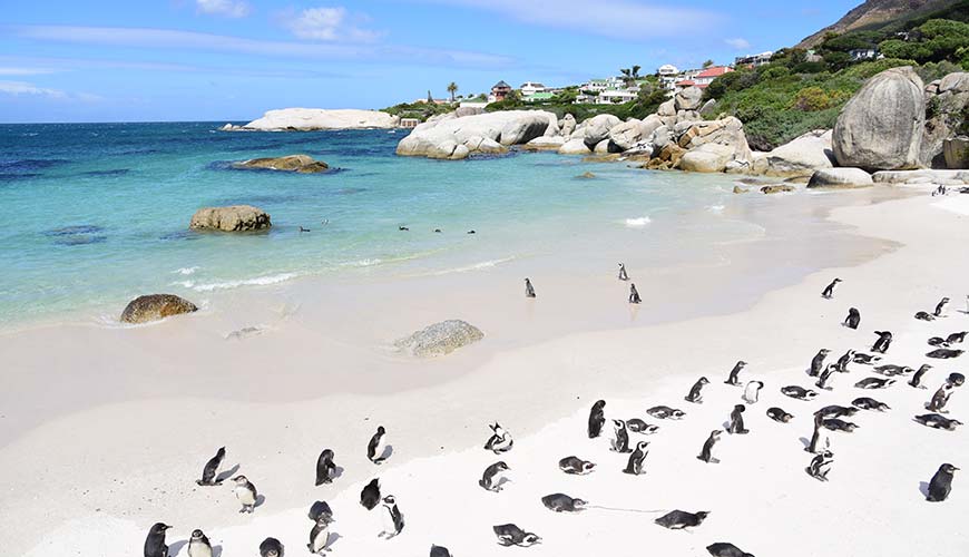 penguins on the beach of boulders bay south africa