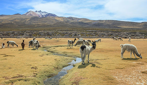 llamas salt flat bolivia llamas salt flat bolivia
