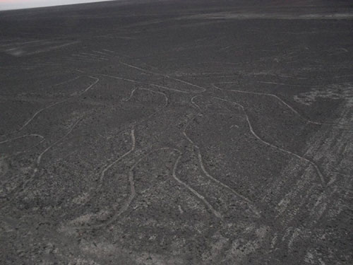 Nazca Lines Tree from Viewing Platform Nazca Lines Tree from Viewing Platform