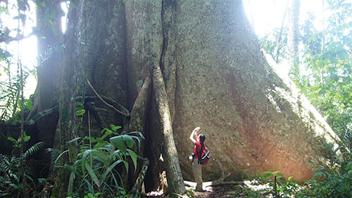 Biggest Tree ever