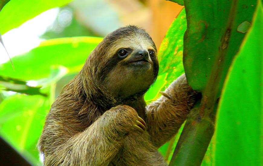 sloth hanging in the green leaves in a national park in costa rica