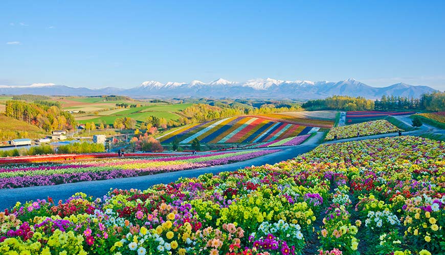 Flowers fields in Japan in Hokkaido