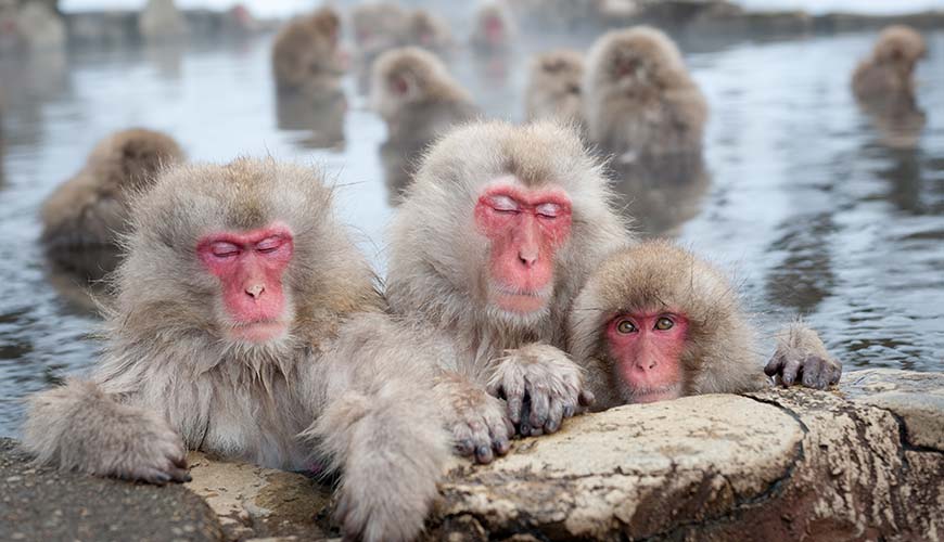monkeys in a hot spring in Nagano