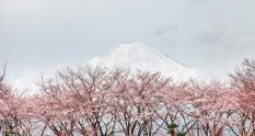 pink cherry blossom trees in front of mount fuji in snow