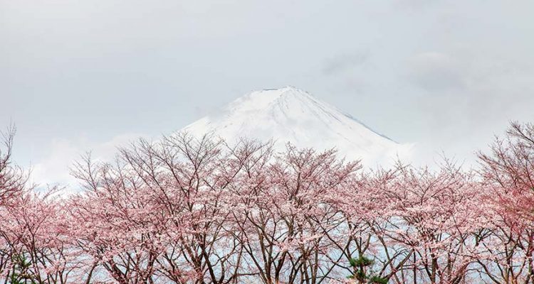 pink cherry blossom trees in front of mount fuji in snow
