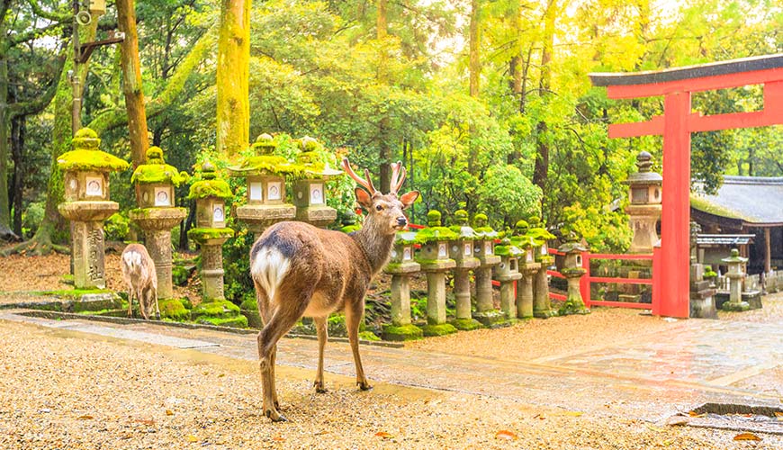 sacred deer in nara japan