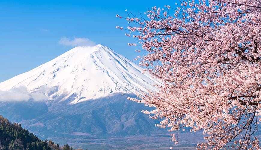 cherry blossom in front of mount fuji