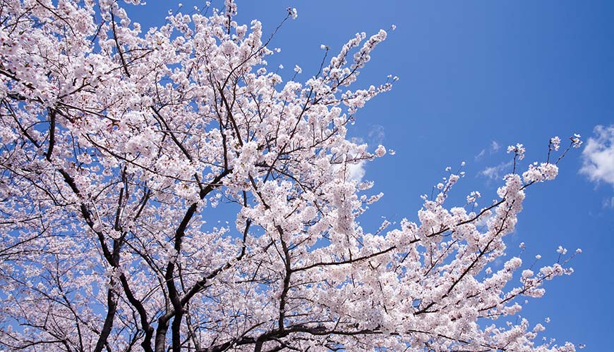 pink cherry blossoms blooming for cherry blossom season in Japan