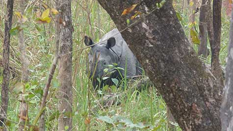 Rhino in Chitwan National Park