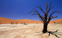 Deadvlei, Namib Desert