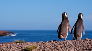 Seno Otway Penguin Colony