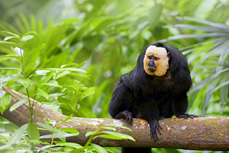 Guyana monkey