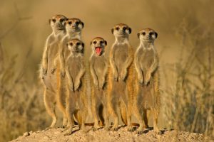 Meercats Meercats