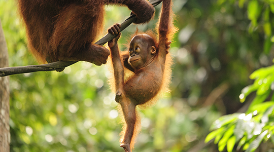 borneo-orangutan