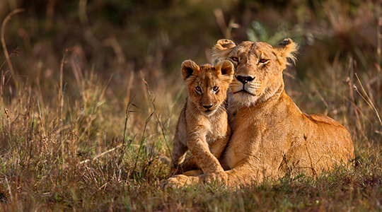 lion-and-cub-in-kenya