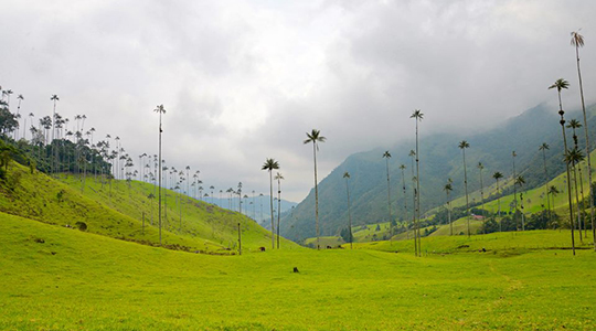 palm-trees in cocora