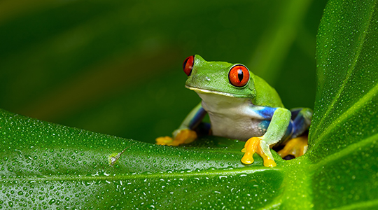 posion-dart-frog