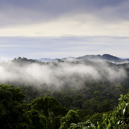 Panama forest 