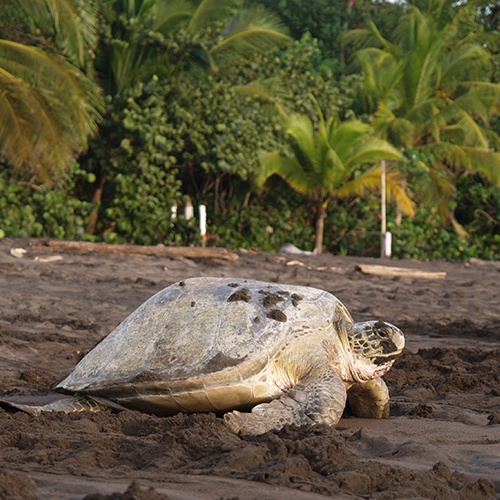 Sea turtle in Tortuguero