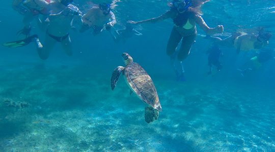 snorkelling-in-caye-caulker
