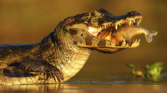 Caiman-with-fish-in-the-pantanal-