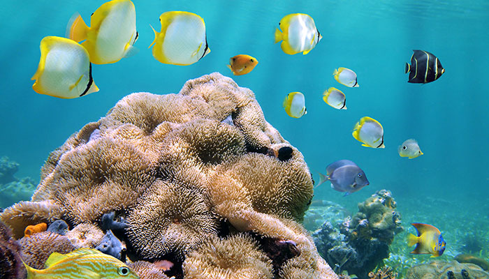 snorkelling in belize