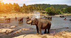 yala national park in sri lanka