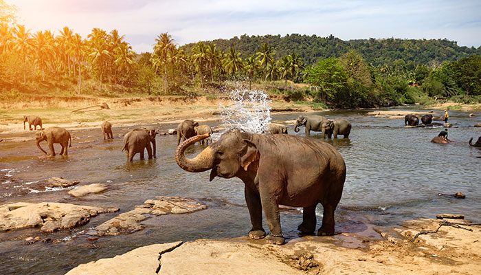 yala national park in sri lanka