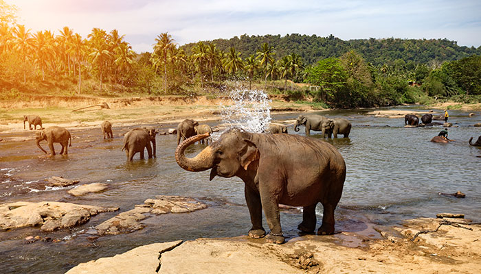 yala national park in sri lanka