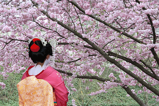 Japanese-blossom