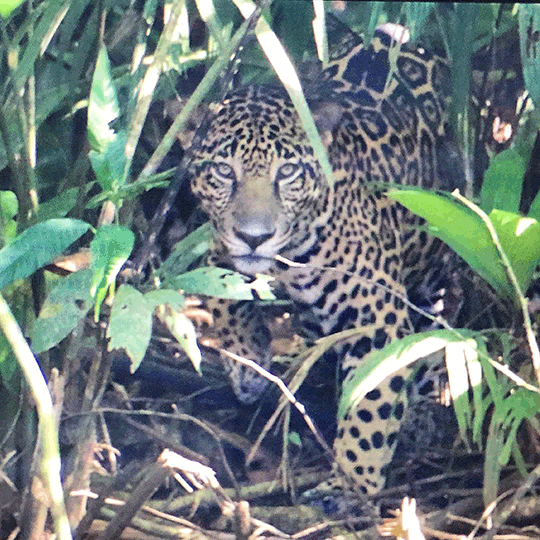 Jaguar-Costa-Rica