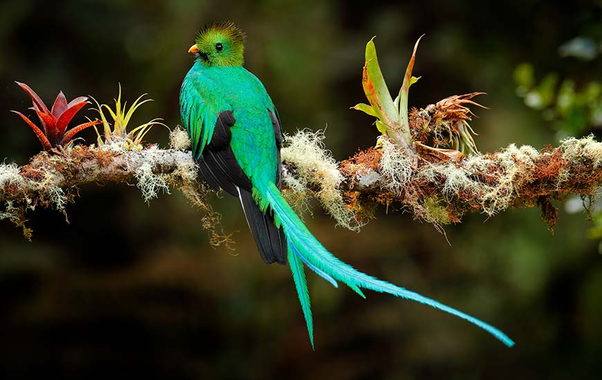 spotting the rare resplendent quetzal in monteverde cloud forest in costa rica