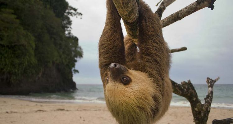 sloth hanging upside down from a tree in costa rica on a beach