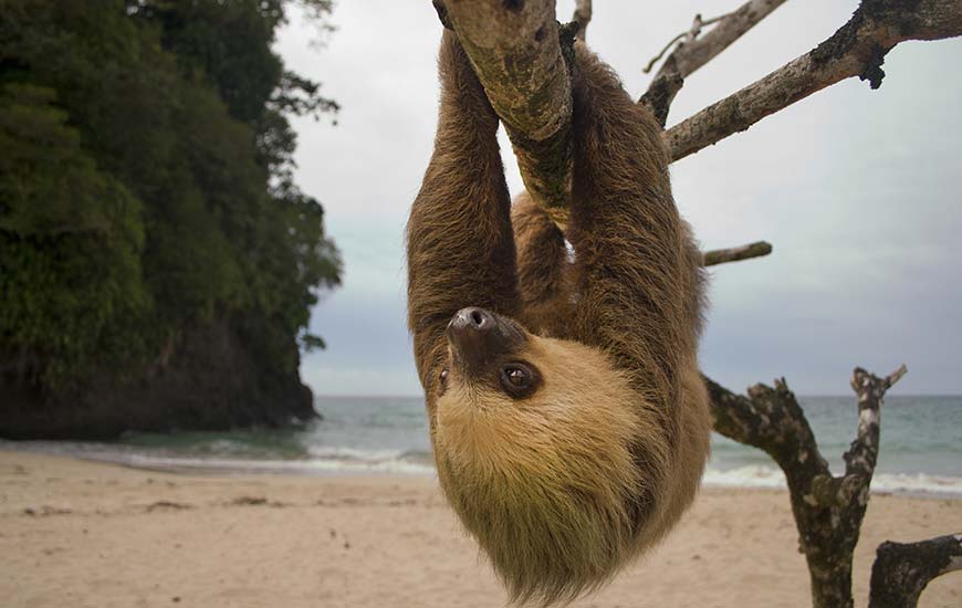 sloth hanging upside down from a tree in costa rica on a beach