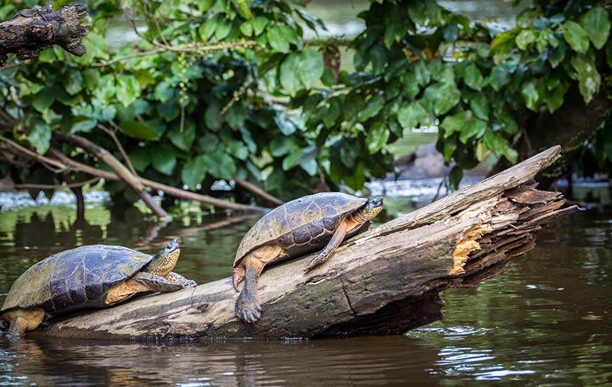 spotting wildlife and two turtles on a log in the canals of tortuguero national park in costa rica