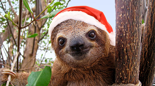 christmas sloth