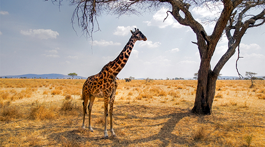 Giraffe in the Masai Mara 
