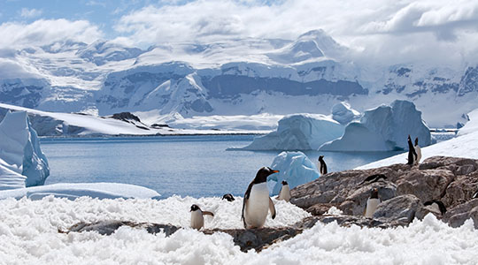 Penguins in Antarctica Penguins in Antarctica