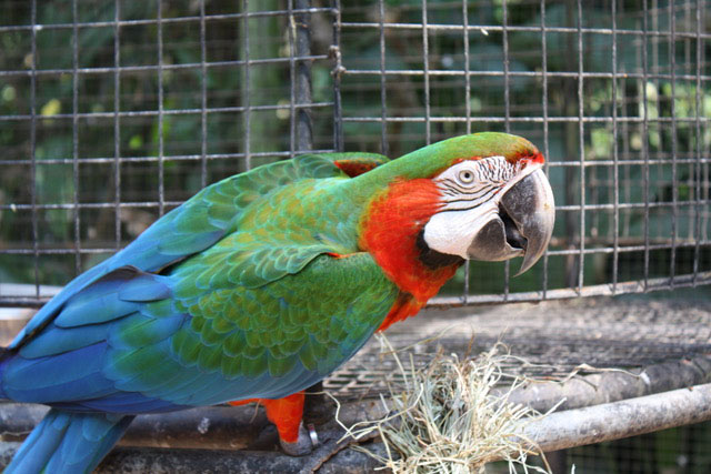 parrot in the bird park