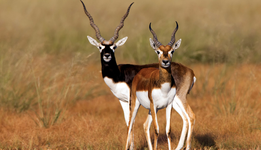 Black buck
