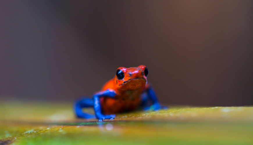 Dart frog