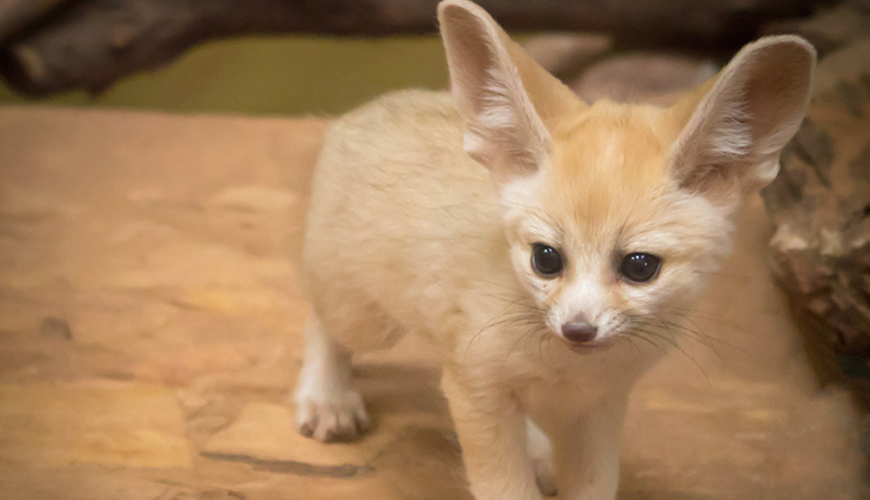 Fennec Fox