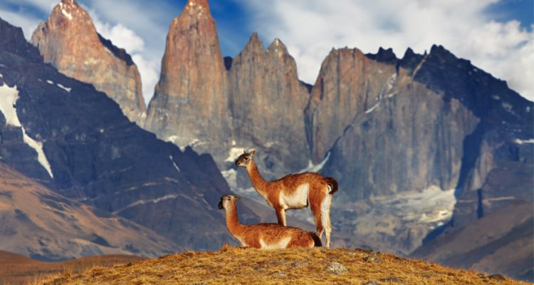 wildlife