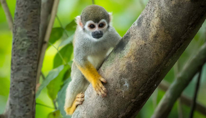 Squirrel monkey
