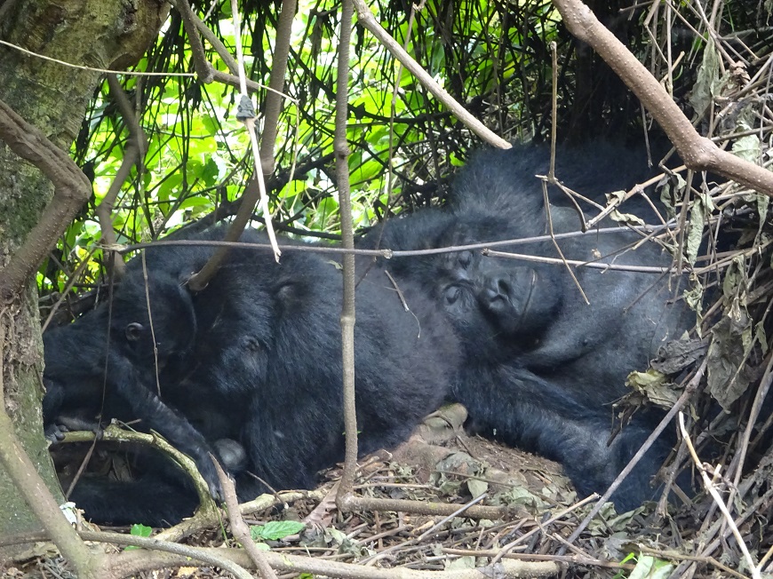 Gorillas in uganda 