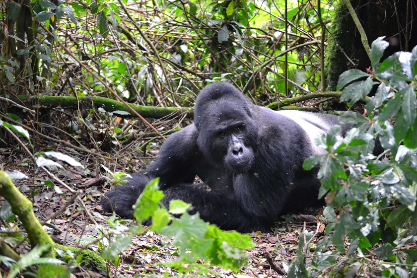 Uganda mountain gorilla