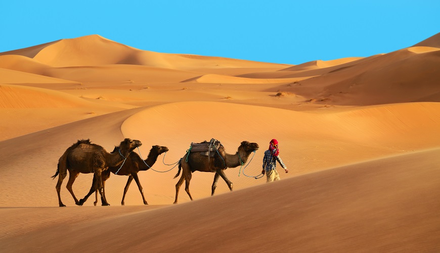 Camels in Sahara Desert